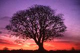 Tree, Sunrise, Northumberland 600x400 116712byte